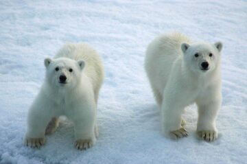 Polar Bears on Ice 018